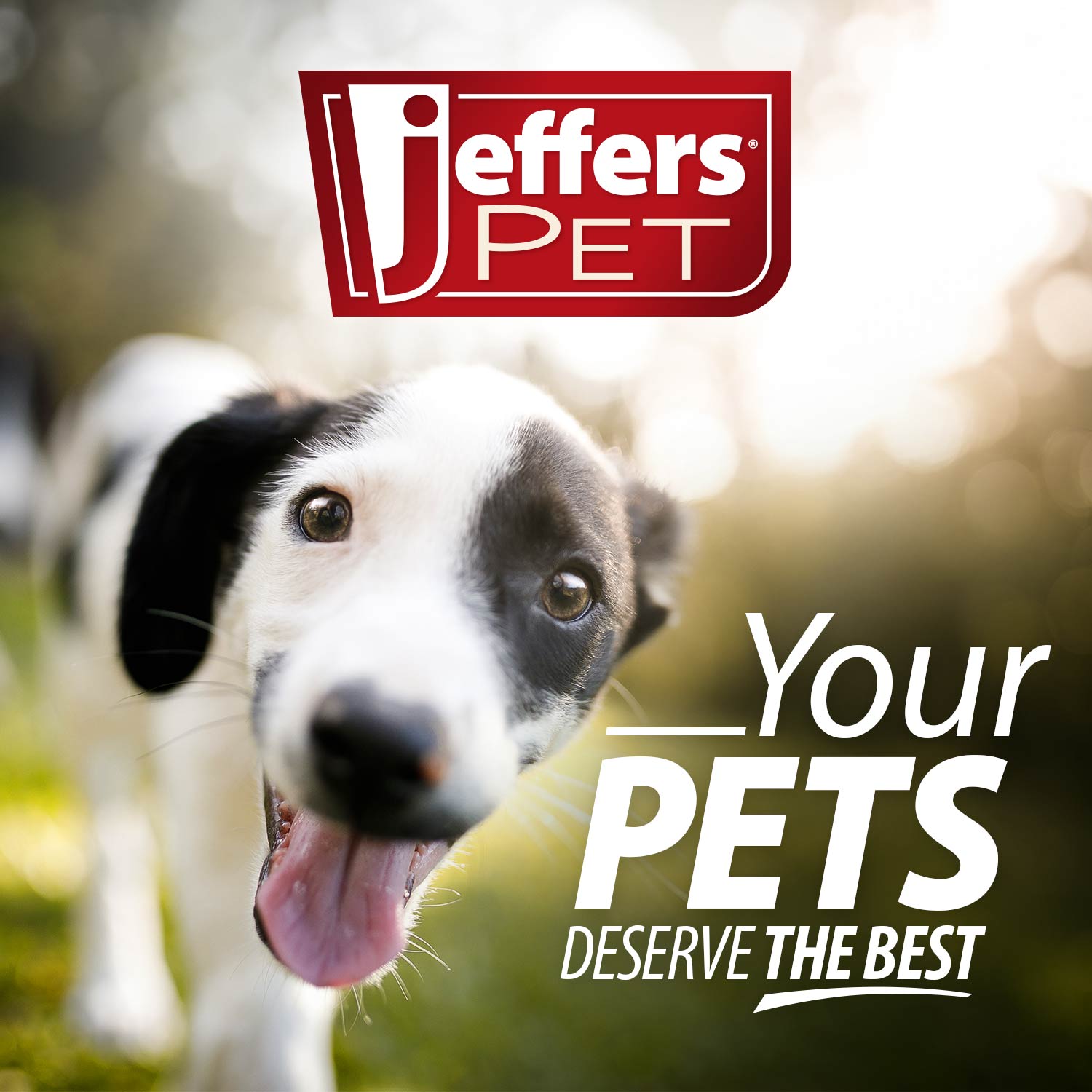 Jeffers Leaf Shaped Natural Rubber Dog Chew Toy with Dental Benefits and Vanilla Scent for Medium Chewers
