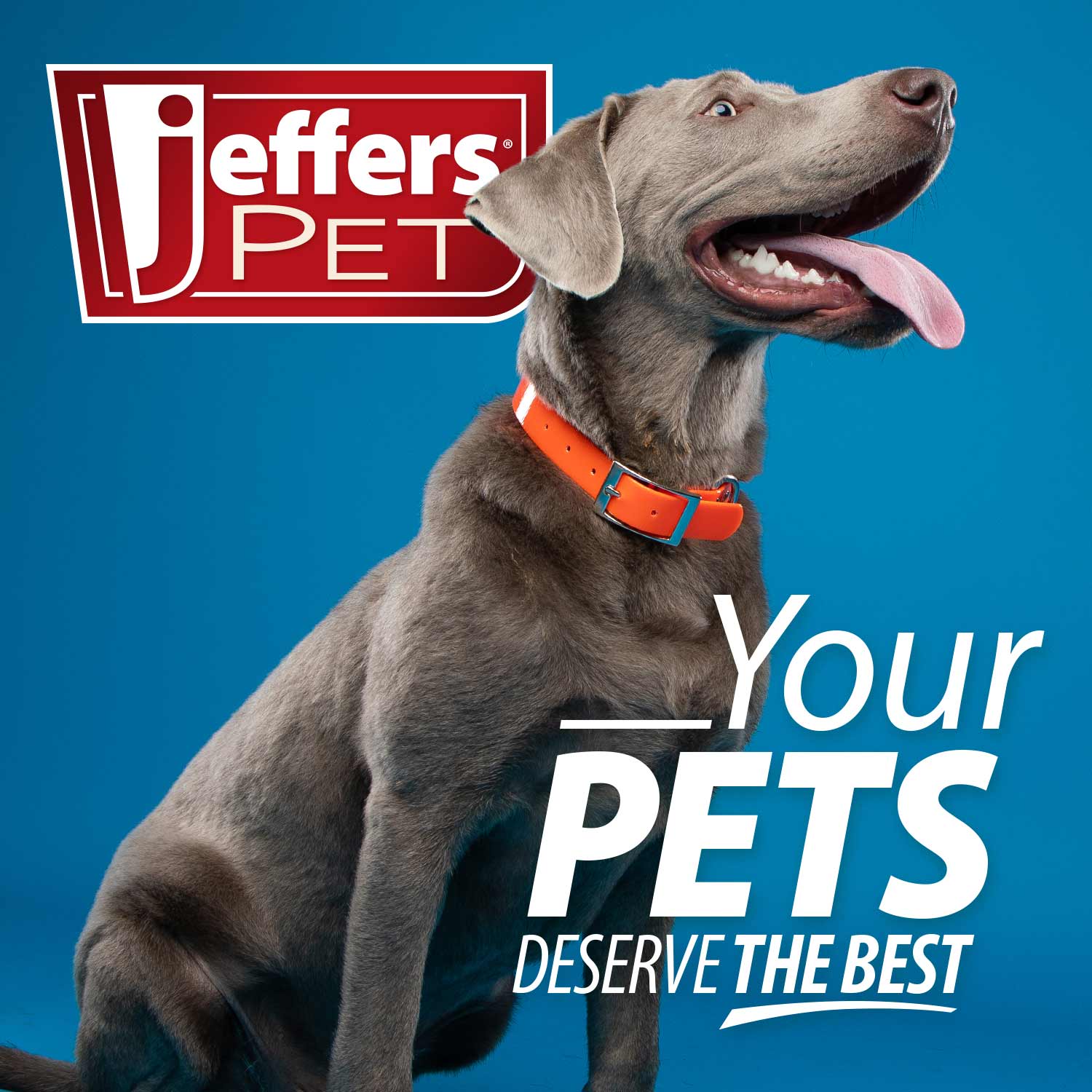 Jeffers Magic Spring Undercoat Rake for Pet Grooming