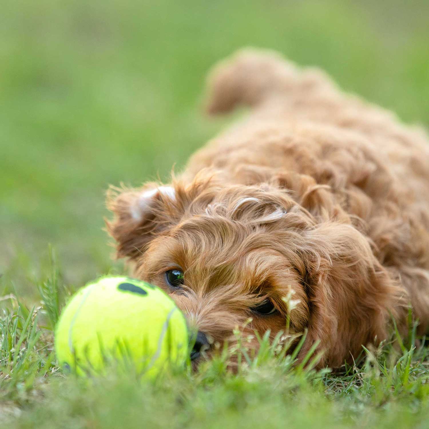 Air KONG Squeaker Tennis Balls for Dogs