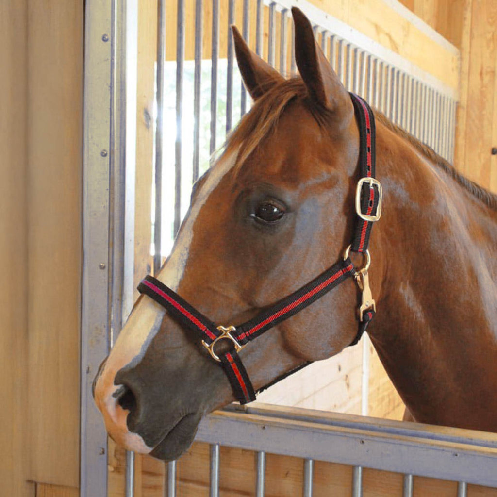 Jeffers Padded Nylon Horse Halter with Throat Snap