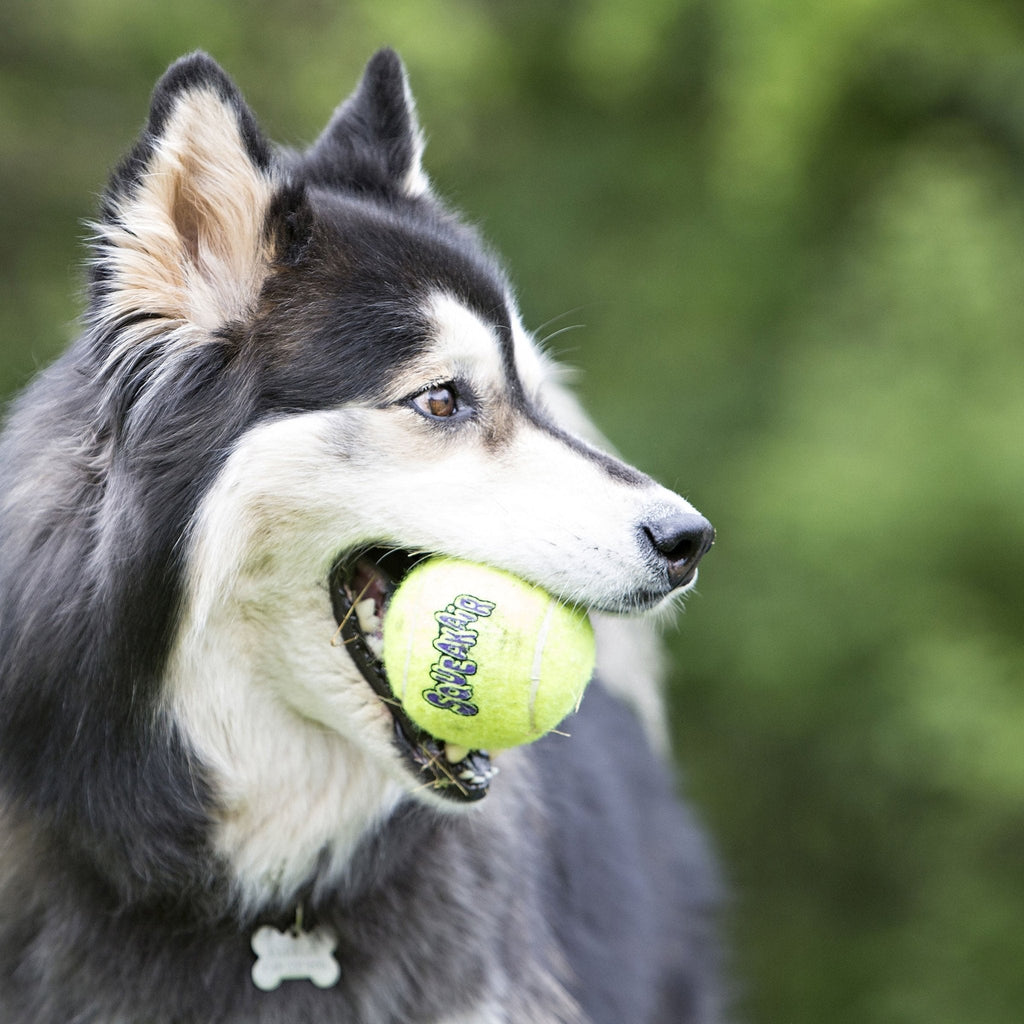 KONG SqueakAir® Ball – Durable Squeaker Tennis Ball Dog Toy for Fetch & Play